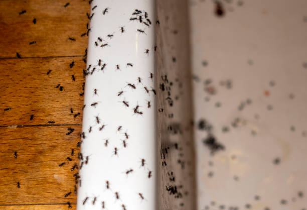 Best Emergency Pest Control  in Port Vue, PA